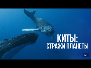 documentary film whales: guardians of the planet